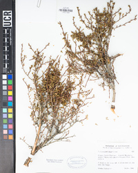 Purshia glandulosa image