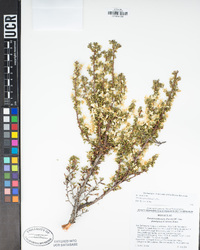 Purshia tridentata var. glandulosa image