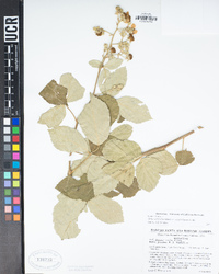 Rubus ulmifolius image