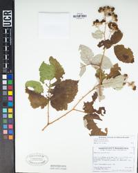 Rubus armeniacus image