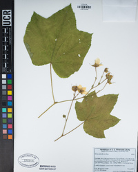 Rubus parviflorus image