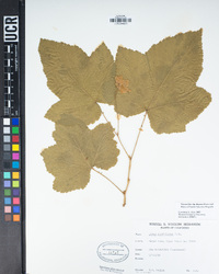 Rubus parviflorus image