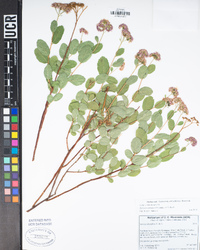 Spiraea splendens image