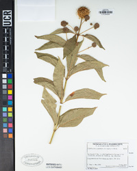Cephalanthus occidentalis image