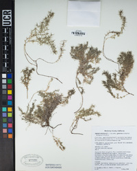 Galium andrewsii image