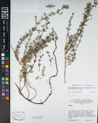 Galium angustifolium subsp. gabrielense image