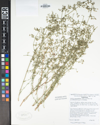 Galium angustifolium subsp. gracillimum image