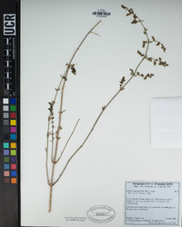 Galium angustifolium image