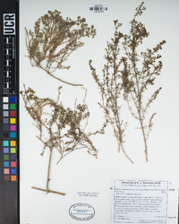 Galium angustifolium subsp. foliosum image