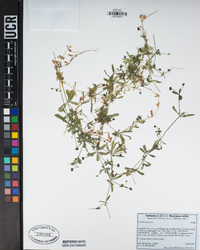 Galium aparine image