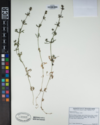 Galium aparine image