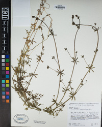 Galium aparine image