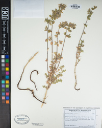 Galium hallii image