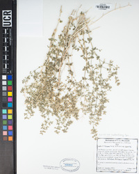 Galium hilendiae subsp. hilendiae image