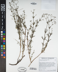 Galium johnstonii image