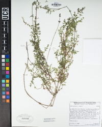 Galium porrigens image