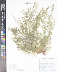 Galium porrigens image