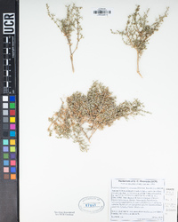 Galium stellatum subsp. eremicum image