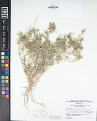 Galium stellatum subsp. eremicum image