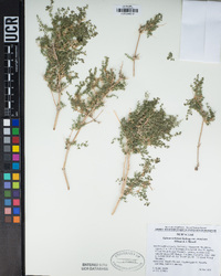 Galium stellatum image