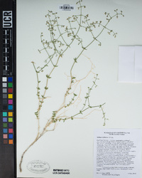 Galium stellatum image