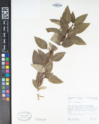 Populus trichocarpa image