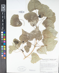 Populus fremontii image