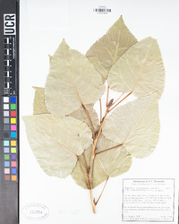 Populus canadensis image