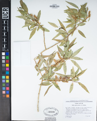 Salix eastwoodiae image