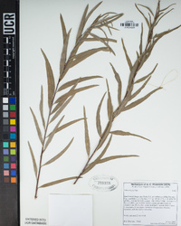 Salix exigua image