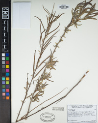 Salix exigua image