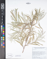 Salix exigua image