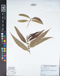 Salix gooddingii image