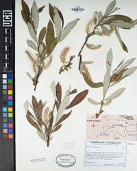 Salix jepsonii image