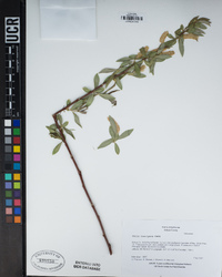 Salix laevigata image