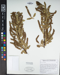 Salix laevigata image