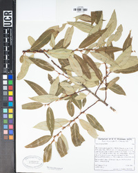 Salix laevigata image