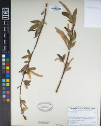 Salix laevigata image