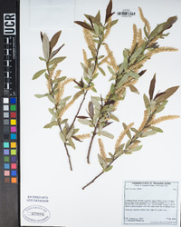 Salix laevigata image