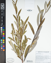 Salix lasiolepis image