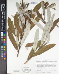 Salix lasiolepis image