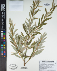 Salix lasiolepis image