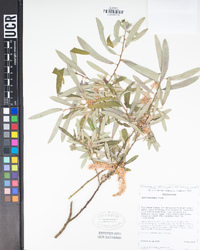 Salix lasiolepis image