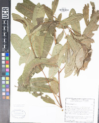 Salix lasiolepis image