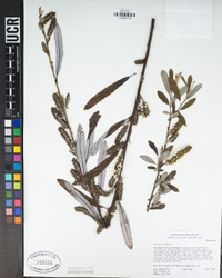 Salix lasiolepis image