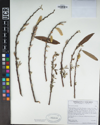 Salix lasiolepis image