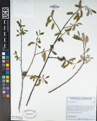 Salix lasiolepis image