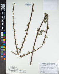 Salix lasiolepis image