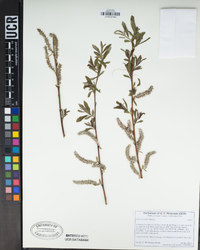 Salix lasiolepis image