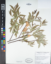 Salix lasiandra var. lasiandra image